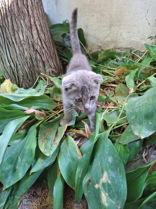 Котенок вислоухая девочка