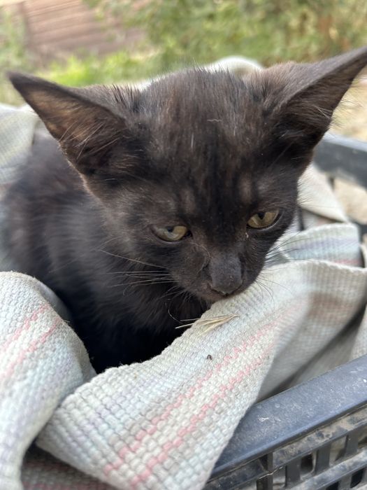 Котят милый,красивый