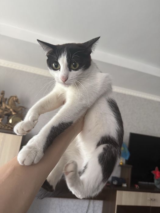 Отдам Котенка в хорошие руки