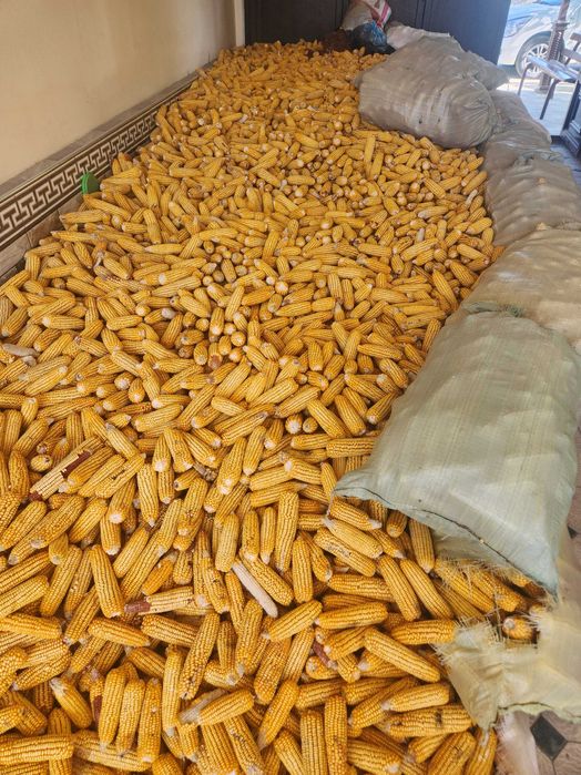 Кузги макка сотилади