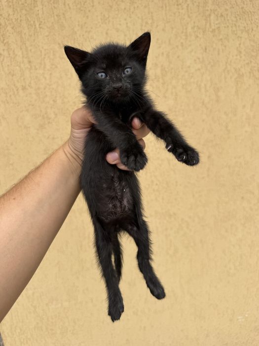 Dau spre adoptie 3 pisoiasi