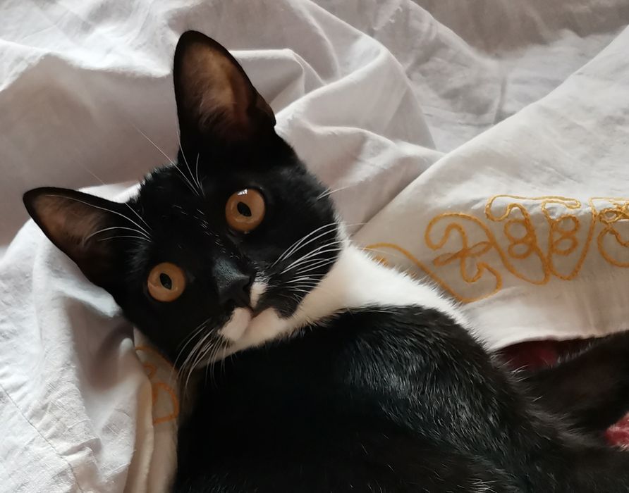 Котик в добрые руки
