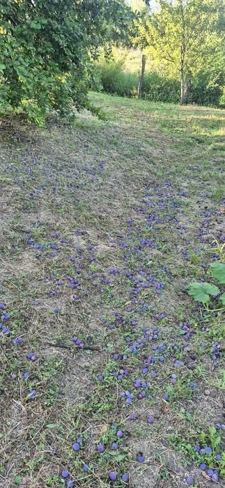 Vand prune pentru tuica