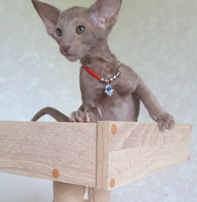 Короткошерстные Ориентальные котята