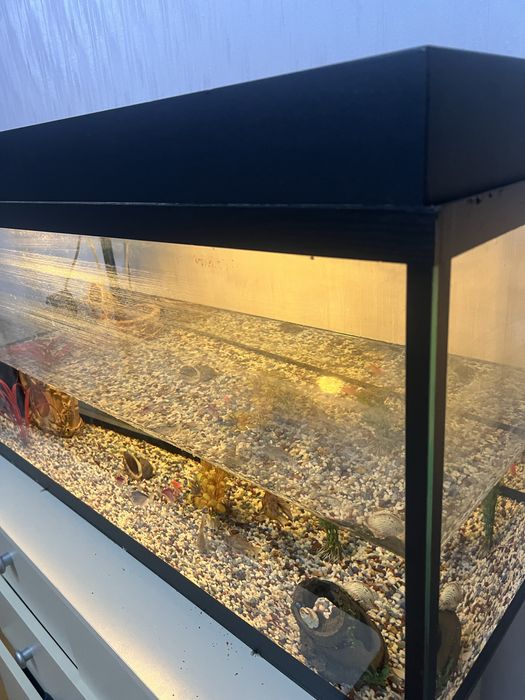 Аквариум с рыбами