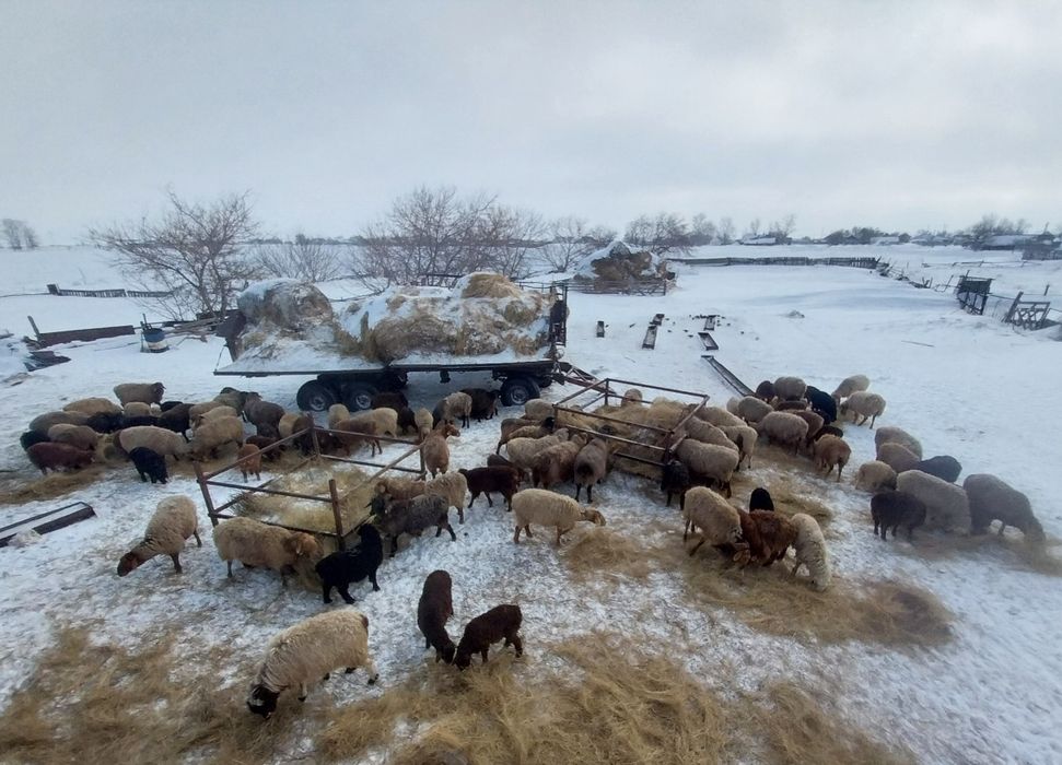 Бараны , овцы , ягнята