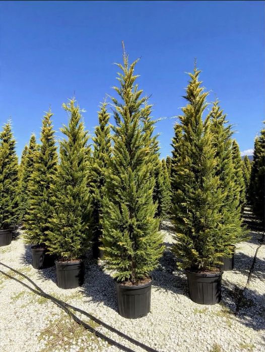 Leylandii la oferta !!!