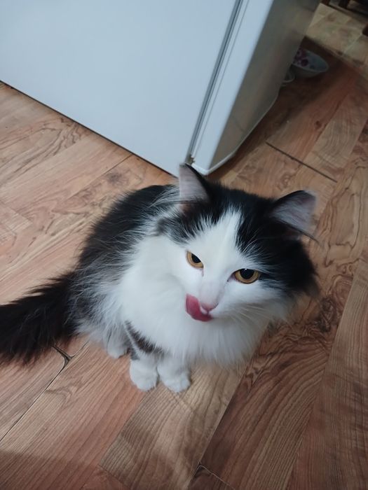 Найдена кошечка. Ищу хозяев