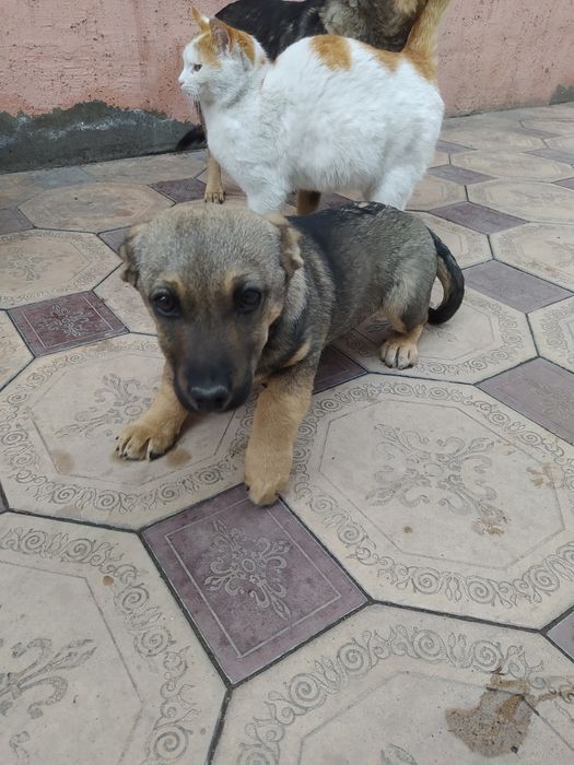 Отдадим очаровашку в добрые руки