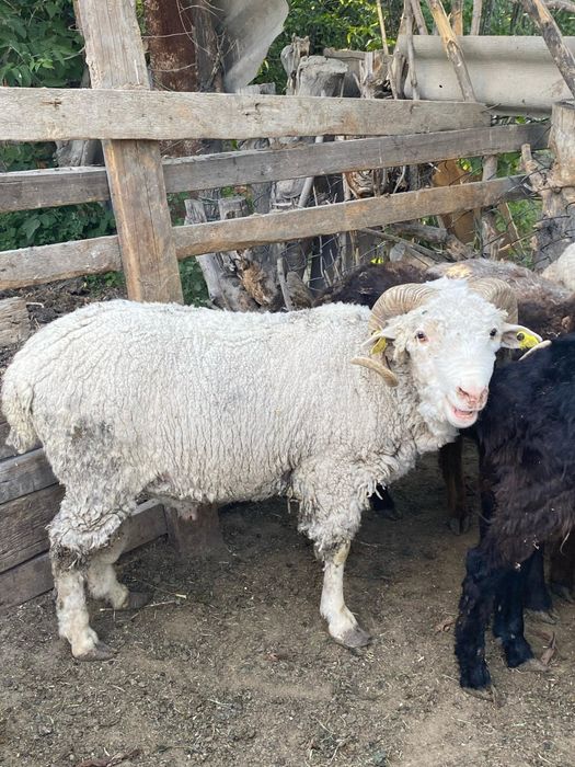 Қошқарлар сатылады