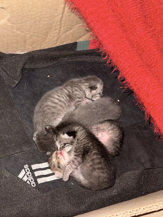 Кошки есть одна неделья