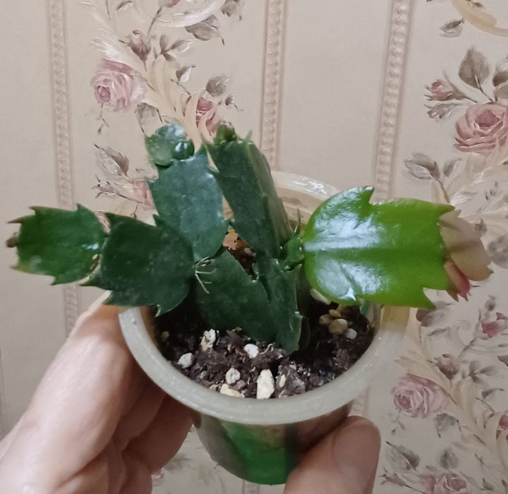 Продается детка оранжевой шлюмбергеры.