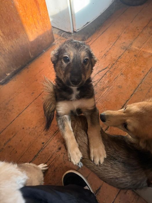 Отдам щенят бесплатно