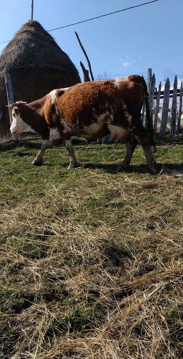 De vânzare vacă cu tăuraș de două săptămâni