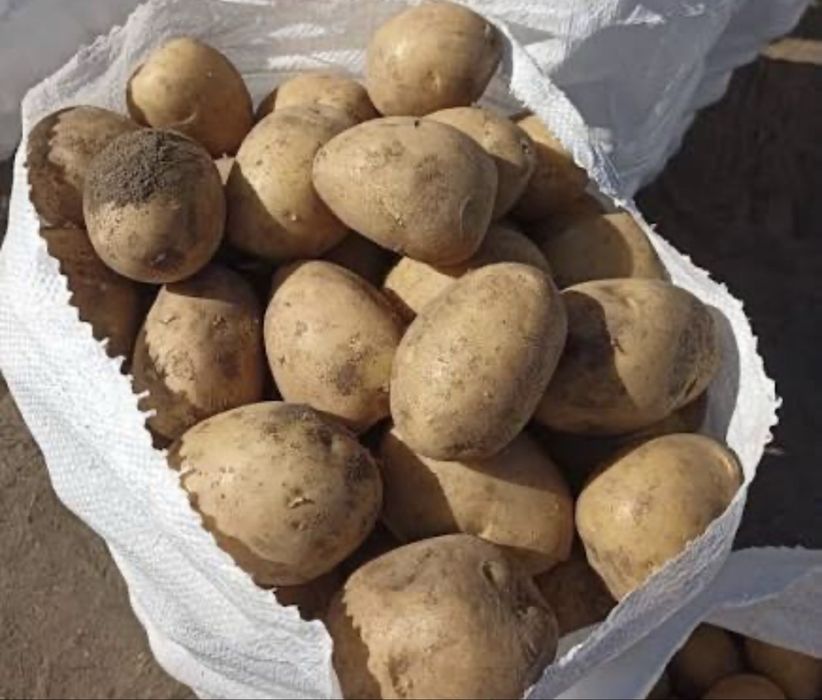 Отдам бесплатно свежая картошка 2 мешка