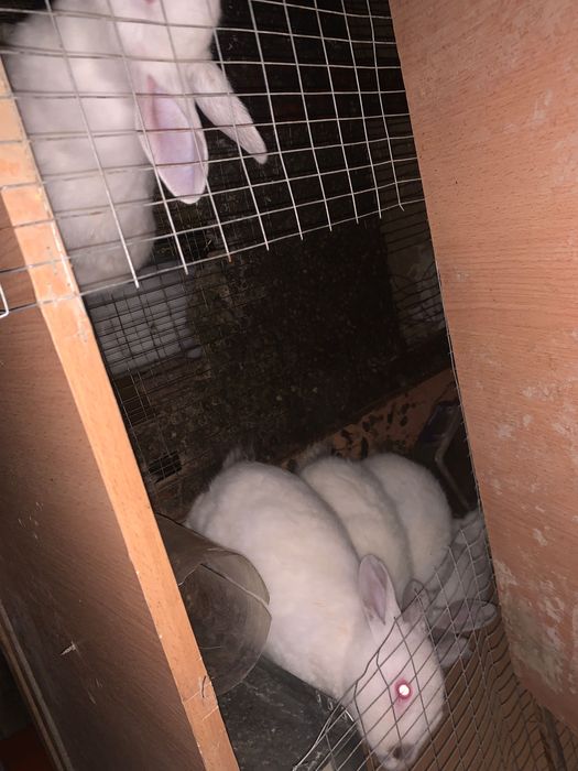 quyonlar sotilad Hikol va kaliforniya