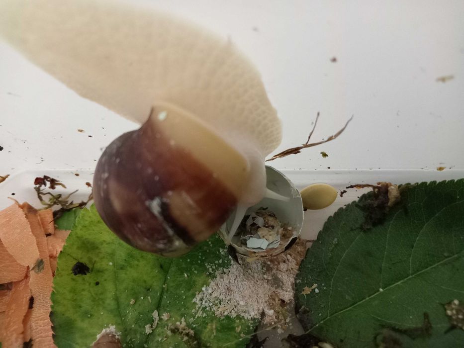 Домашние улиточки Ахатины