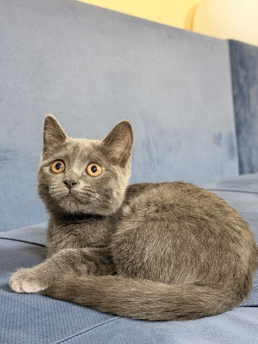 Котенок девочка