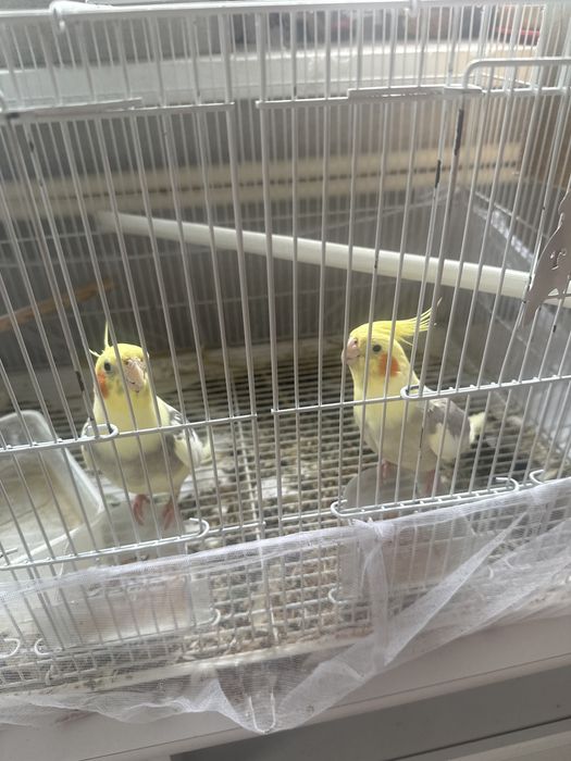 Продам попугаев карелла