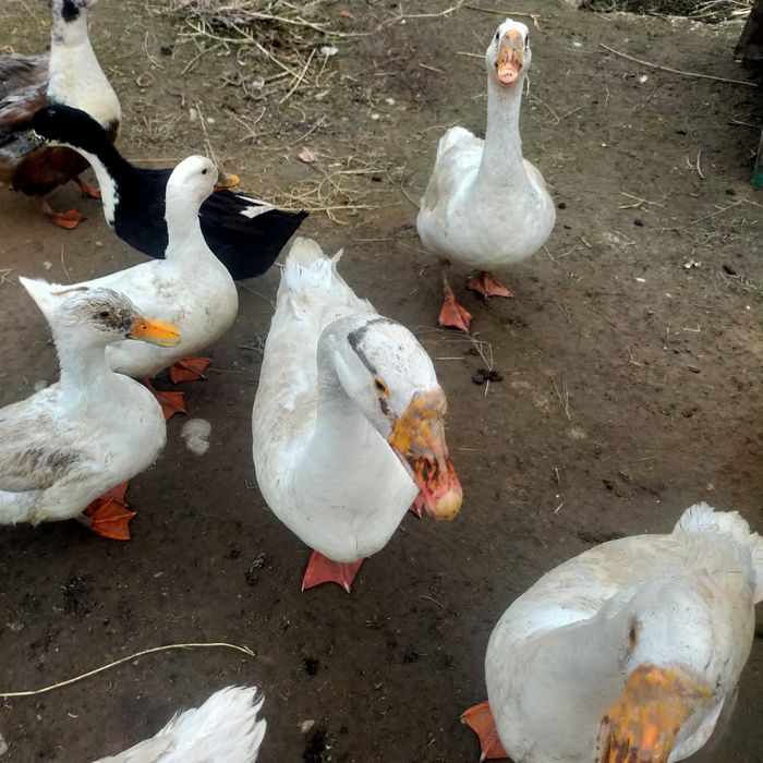 Гозлар сотилади 5та бор