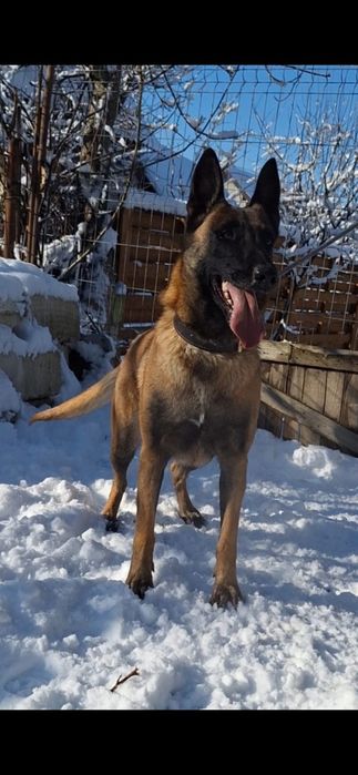 Femela Ciobanesc belgian malinois