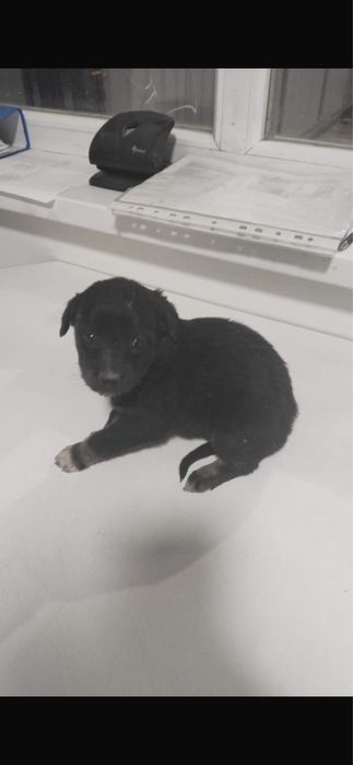 Шенок . Девочка .