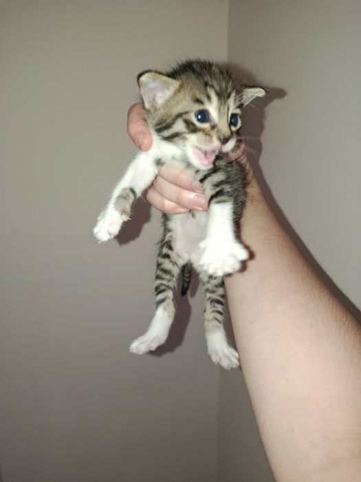 Котят нам подкинули отдали в добрые руки или в приют