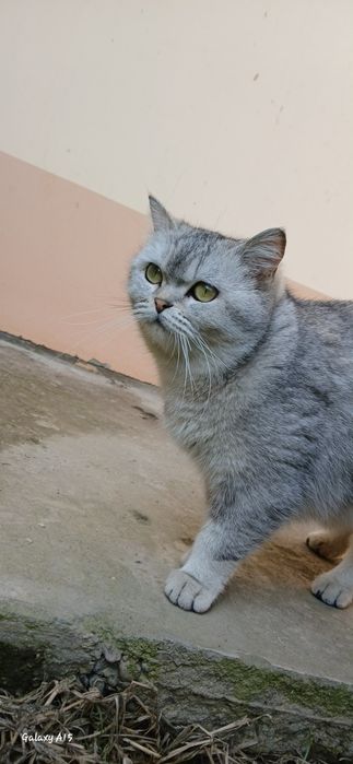 Мушукчалар 4 дона