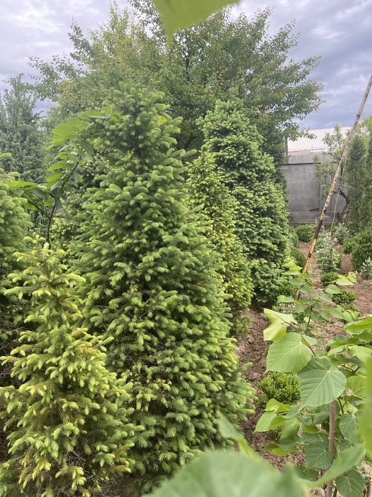 Rasprodaja skidka yel tyanshanskiy, tyanshan archa 2-3 metrlik