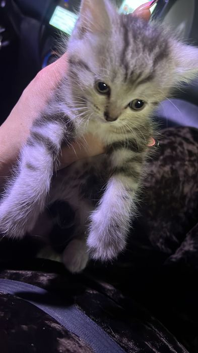 Котята шотландцы, мейн-кун,турецкая Ангора