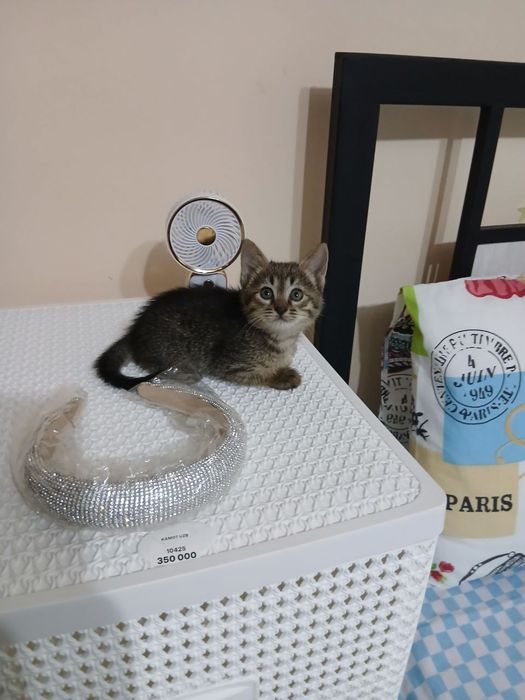 Пристраиваются котята