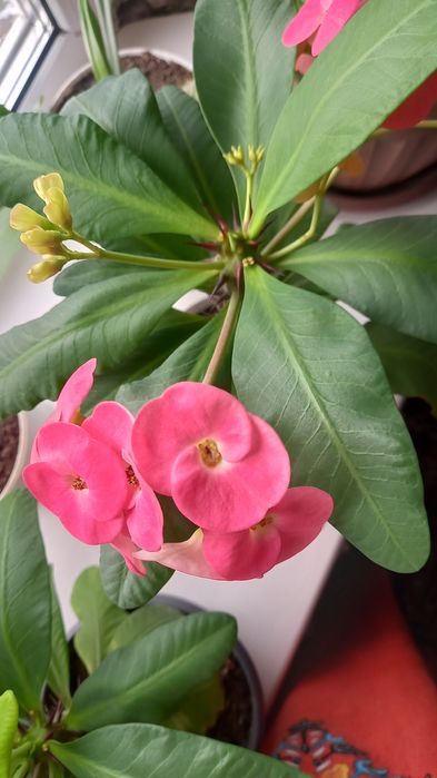 Продам красивые цветы