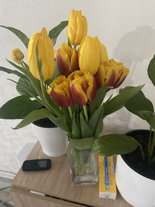 Продам цветы дешево