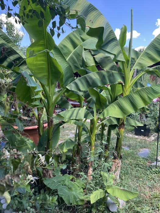 Vand bananieri si yucca