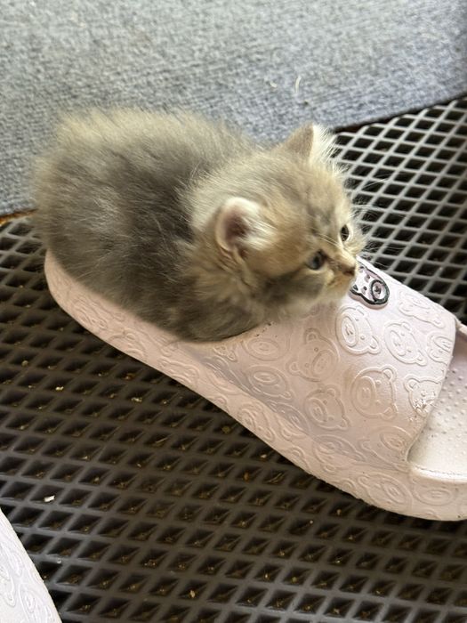 Отдам котят в добрые руки