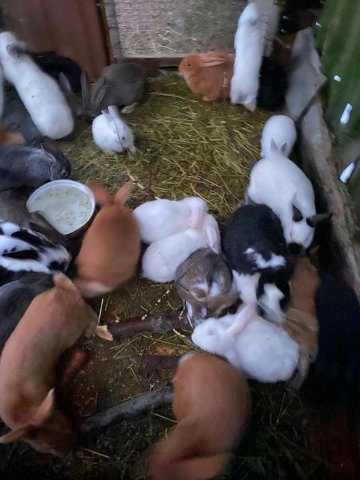 Кролики разных пород