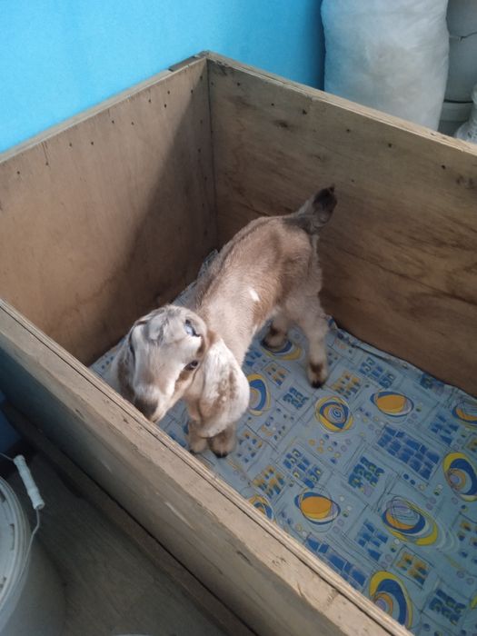 Продаётся козочка