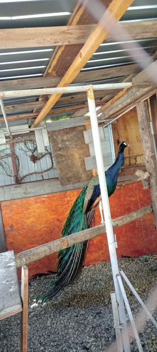 Pereche de pauni si puiul lor