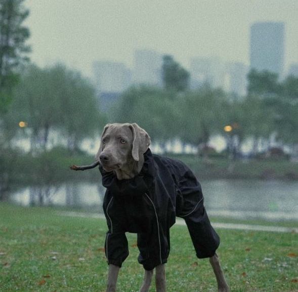 Комбинезон для собаки S НОВЫЙ