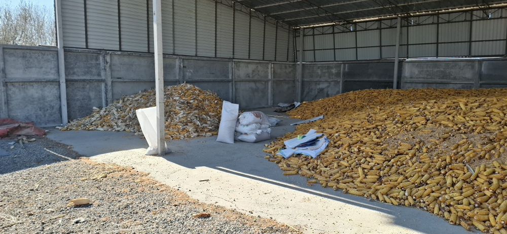 Кукуруза кормовая