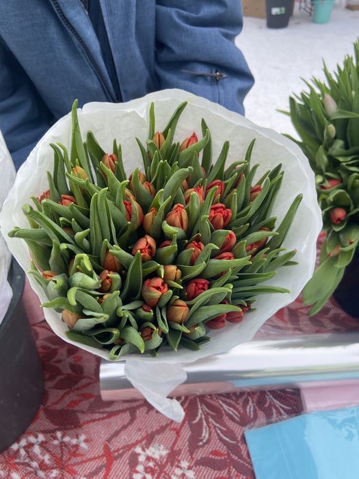 Тюльпаны Голландия