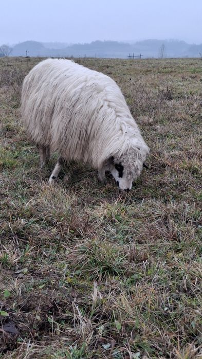 De vânzare 2 oi bune