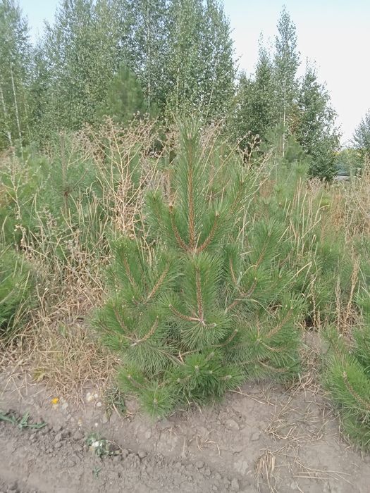 Сосна крымская 1,5-1,8 метра