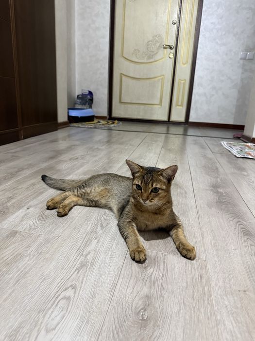 Продаю котенка чаузи