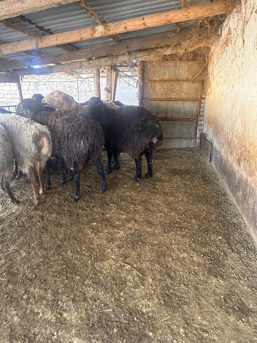 Продаются кучкары