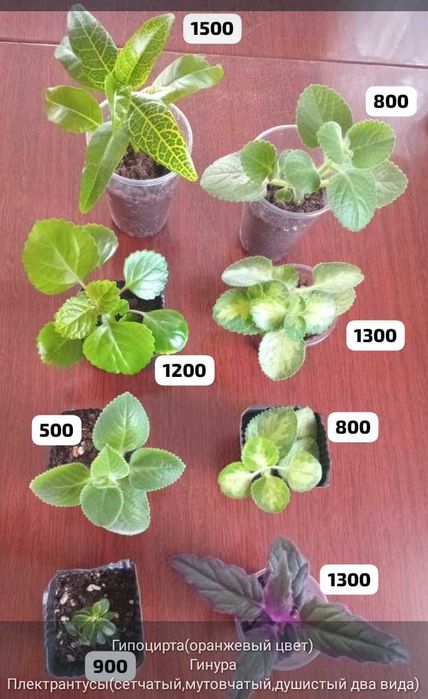 Комнатные цветочки,отростки