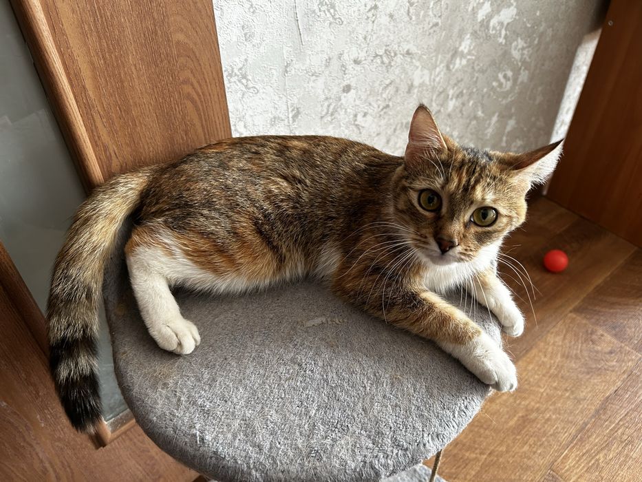 Отдам кошку в добрые руки