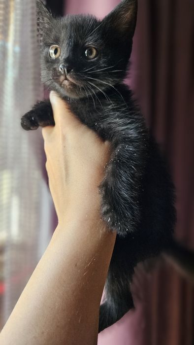 Котята, Шымкент район парк победы