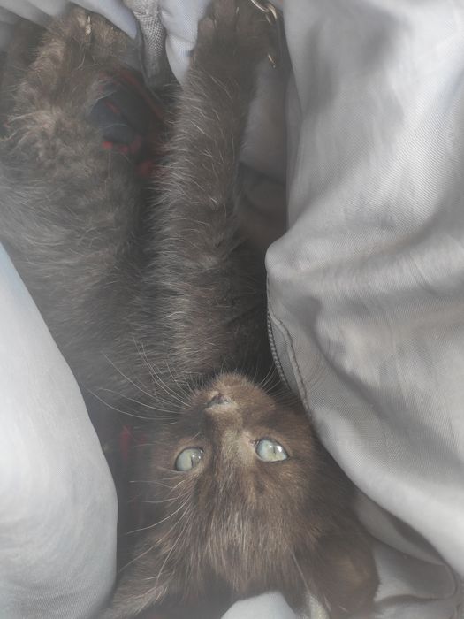 Котенок в хорошие руки