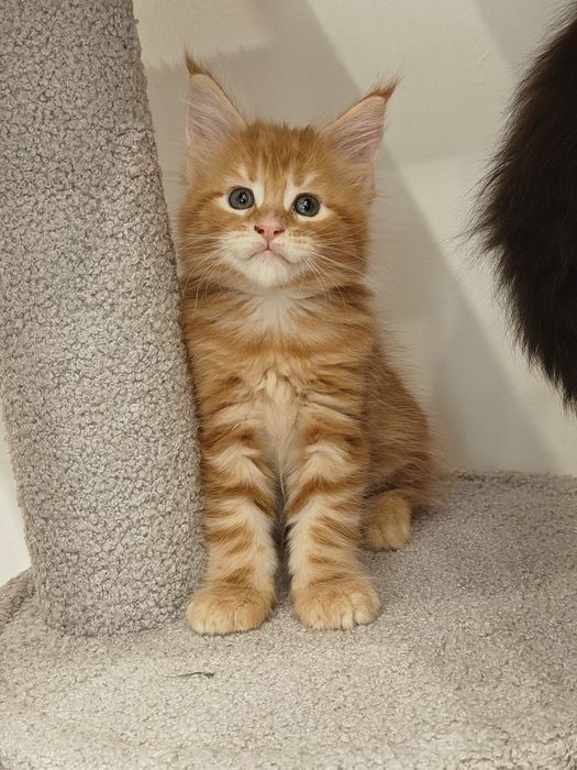 Котята породы Мейн-кун